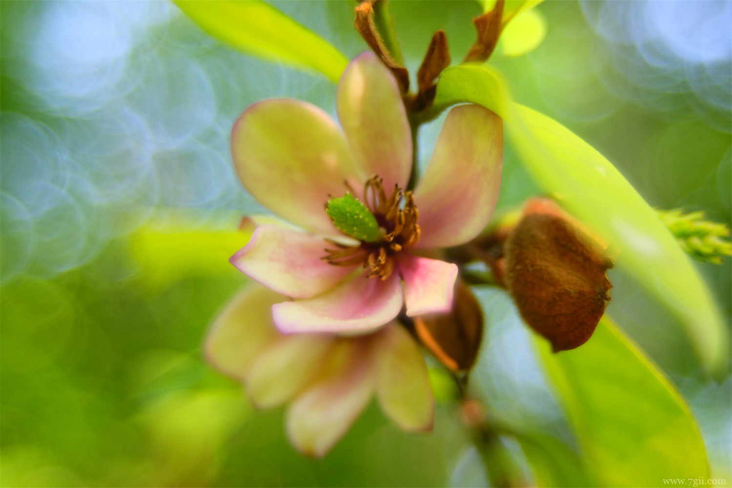 含笑花 渭南适合养什么花,市花和市树是什么