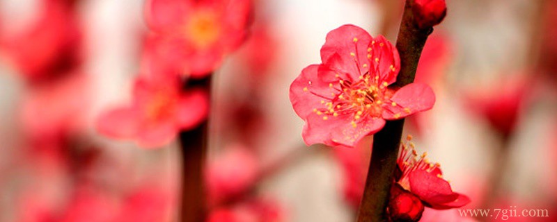 汉中适合养什么花，市花和市树是什么