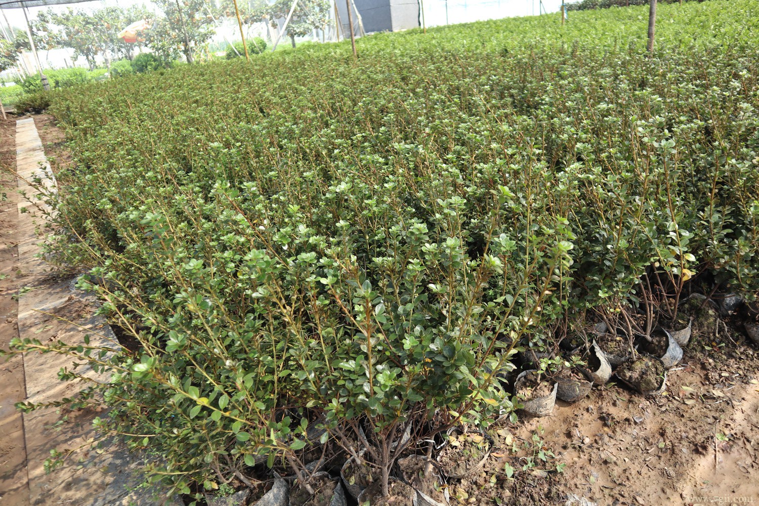 汉中适合养什么花，市花和市树是什么