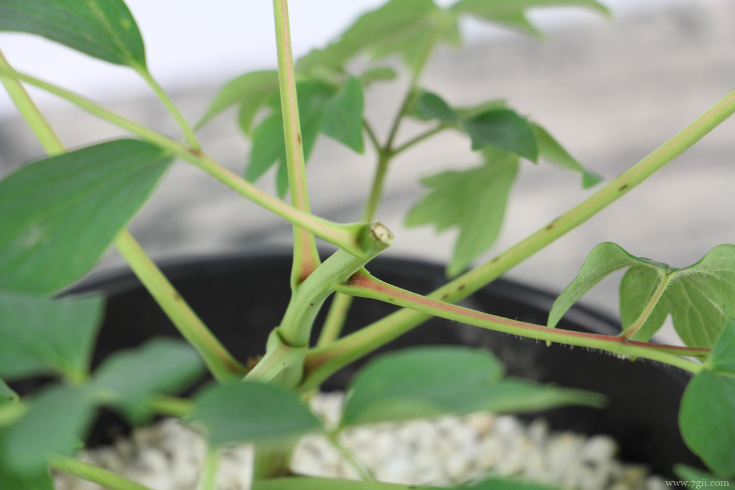 铜川适合养什么花，市花和市树是什么