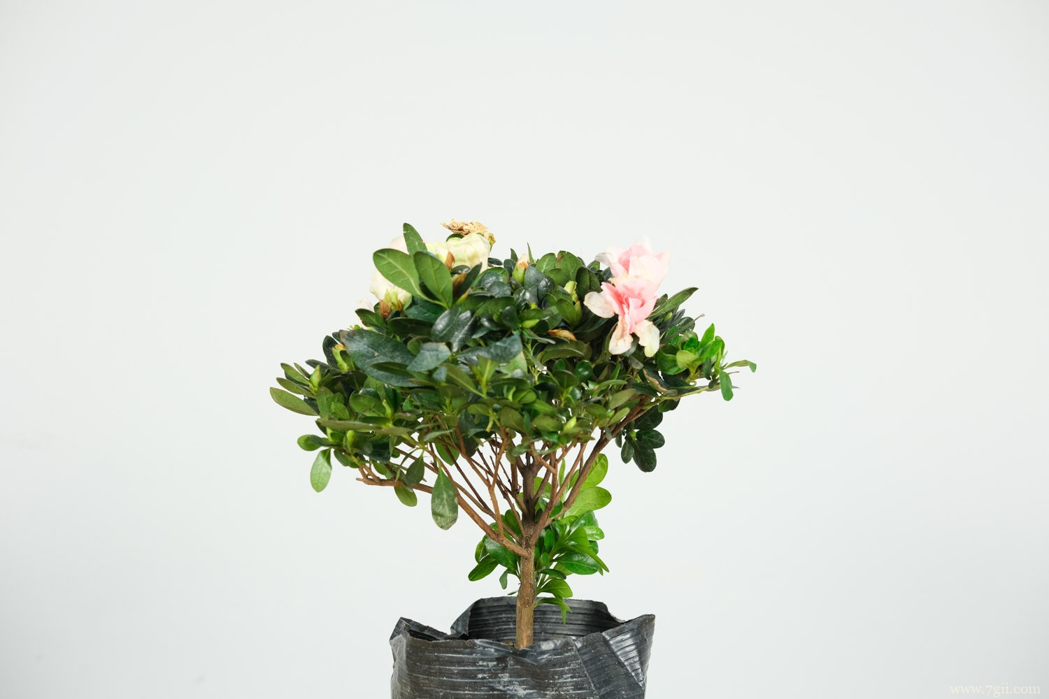 韶关适合养什么花，市花和市树是什么