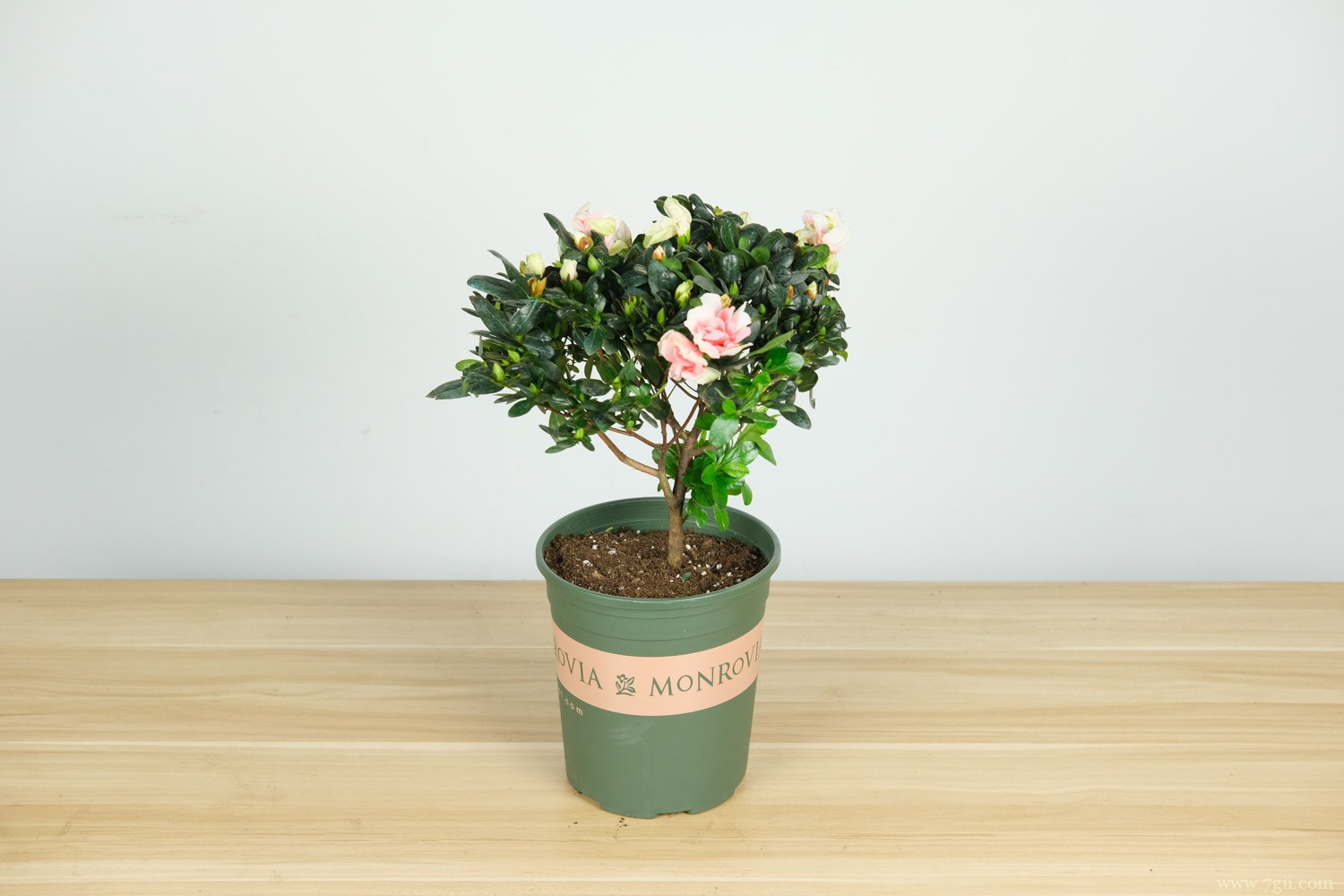 林芝适合养什么花，市花和市树是什么