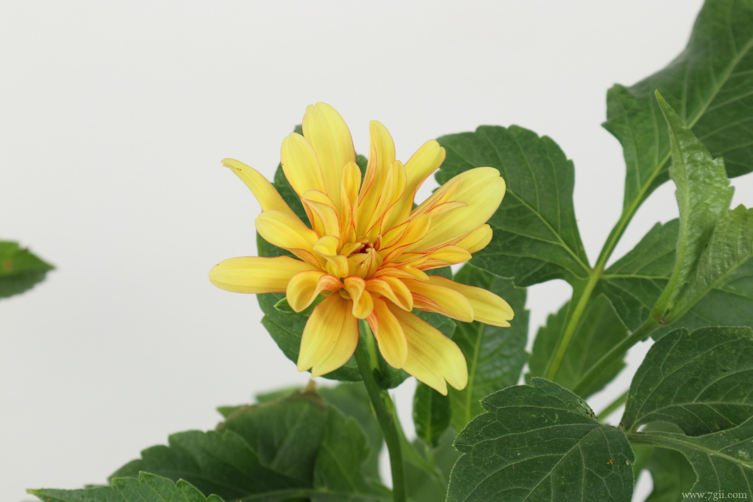 大丽花 兴安盟适合养什么花,市花和市树是什么