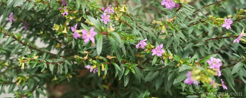 佛山适合养什么花，市花和市树是什么