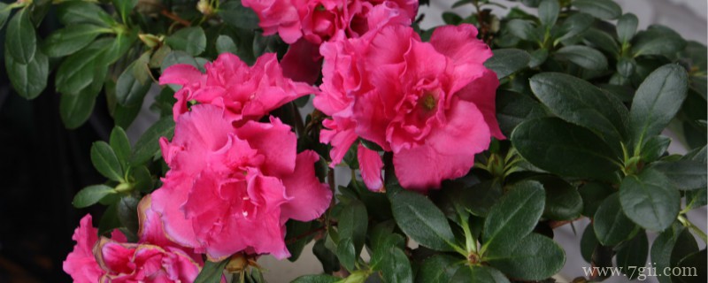 肇庆适合养什么花，市花和市树是什么