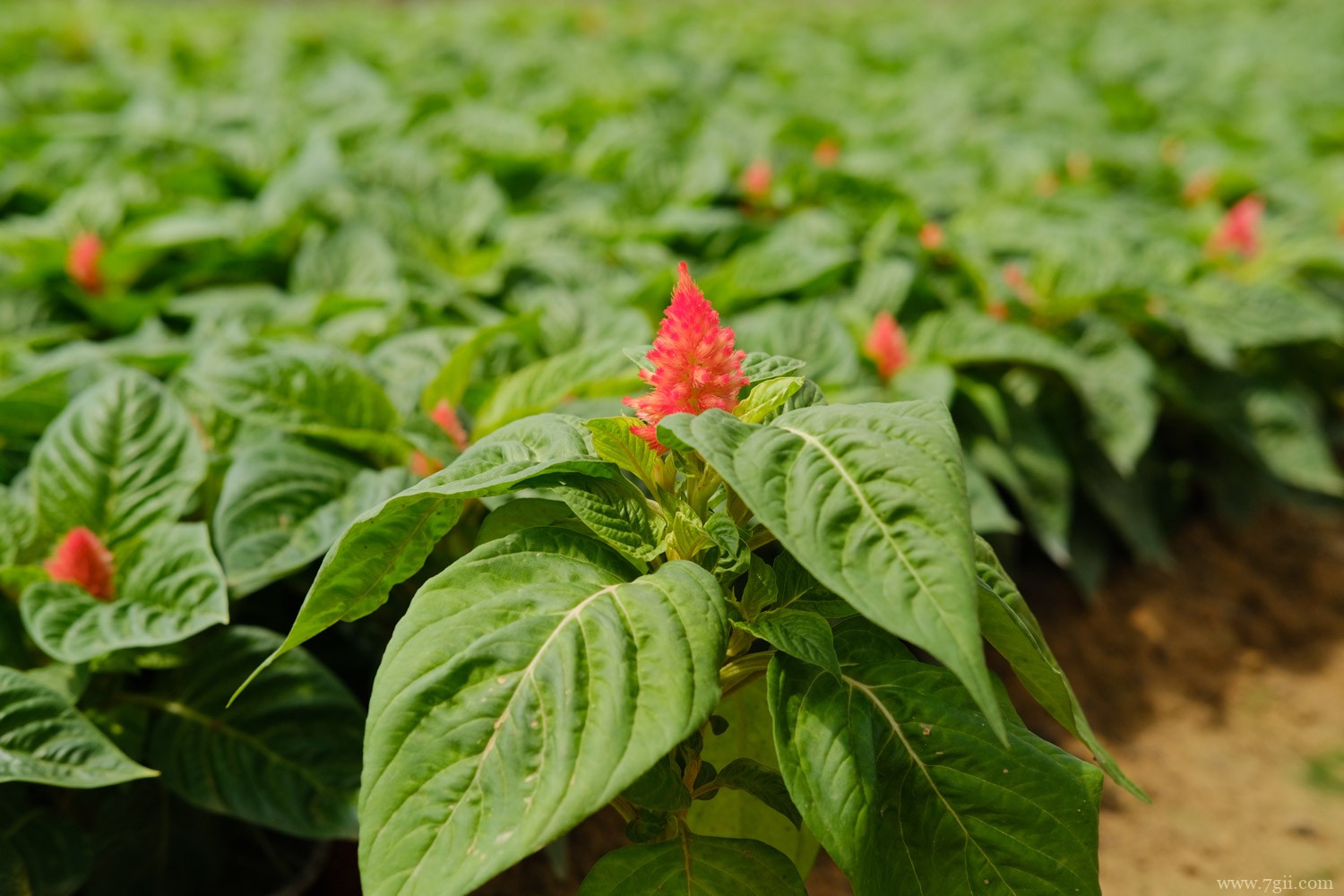 鸡冠花 肇庆适合养什么花,市花和市树是什么