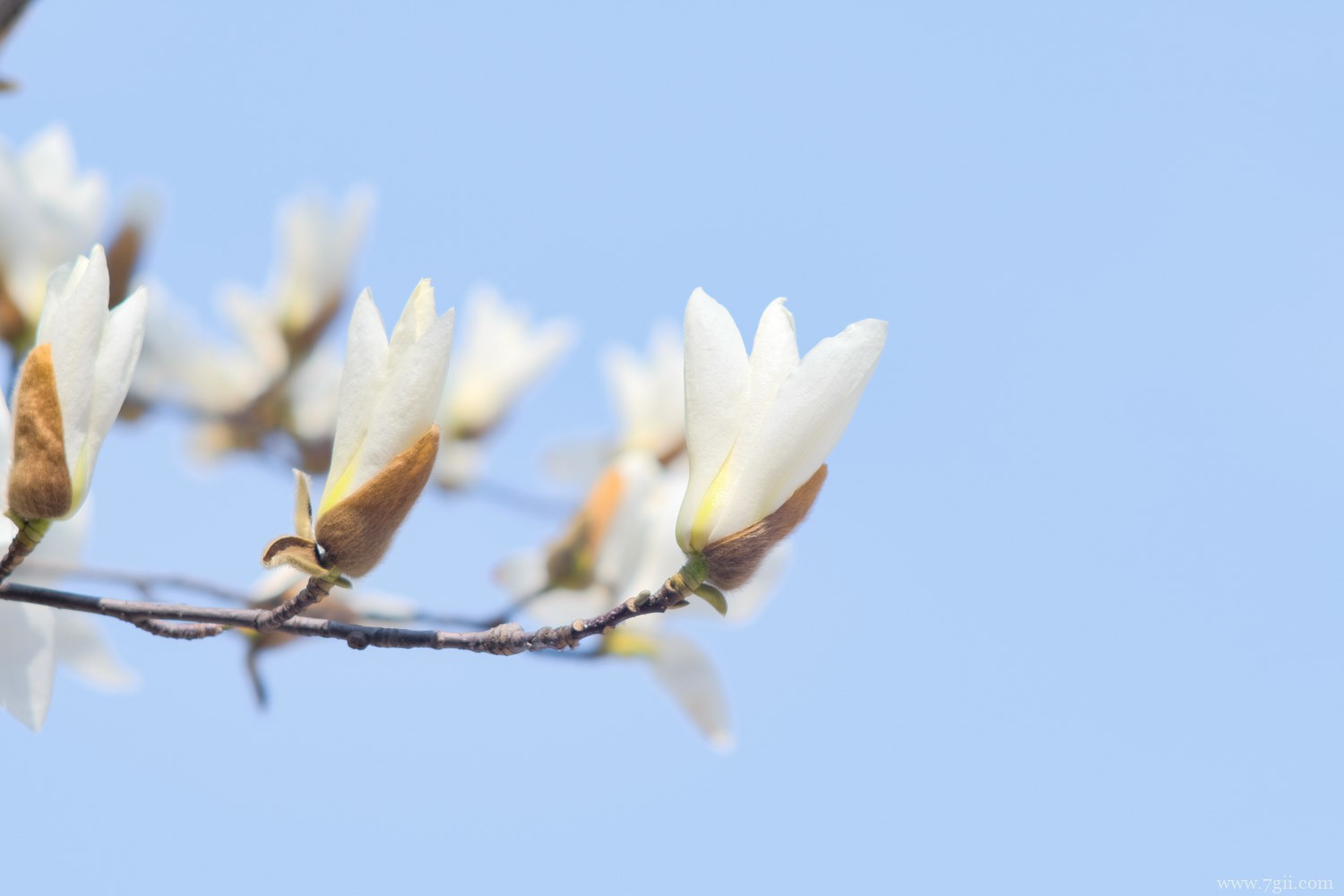 白玉兰 肇庆适合养什么花,市花和市树是什么