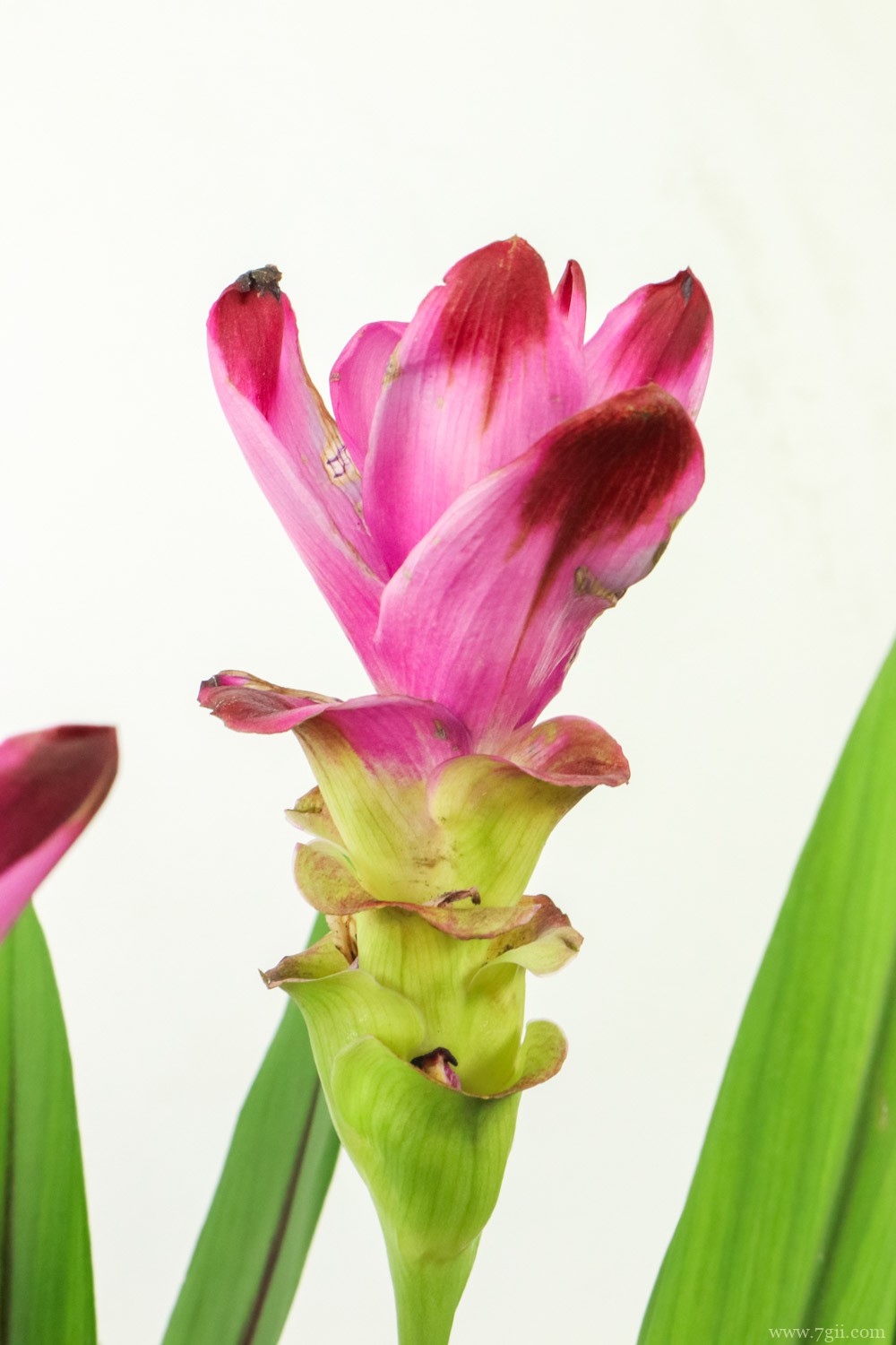 湛江适合养什么花，市花和市树是什么