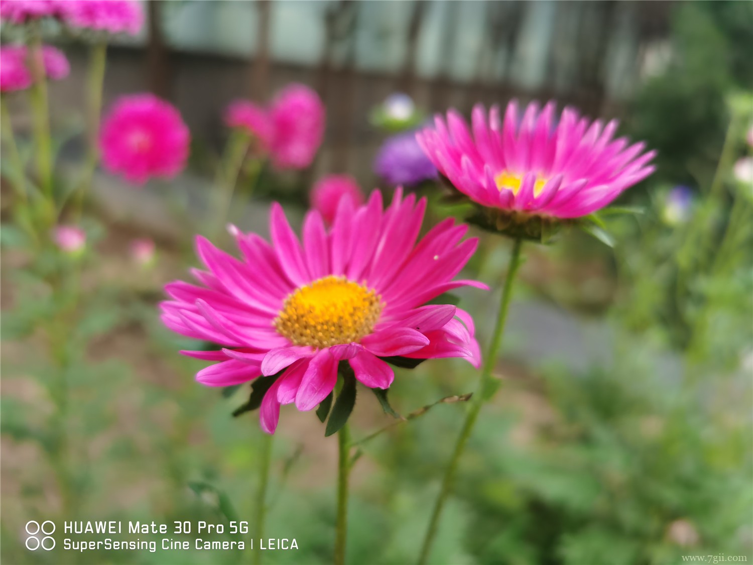 中山适合养什么花，市花和市树是什么