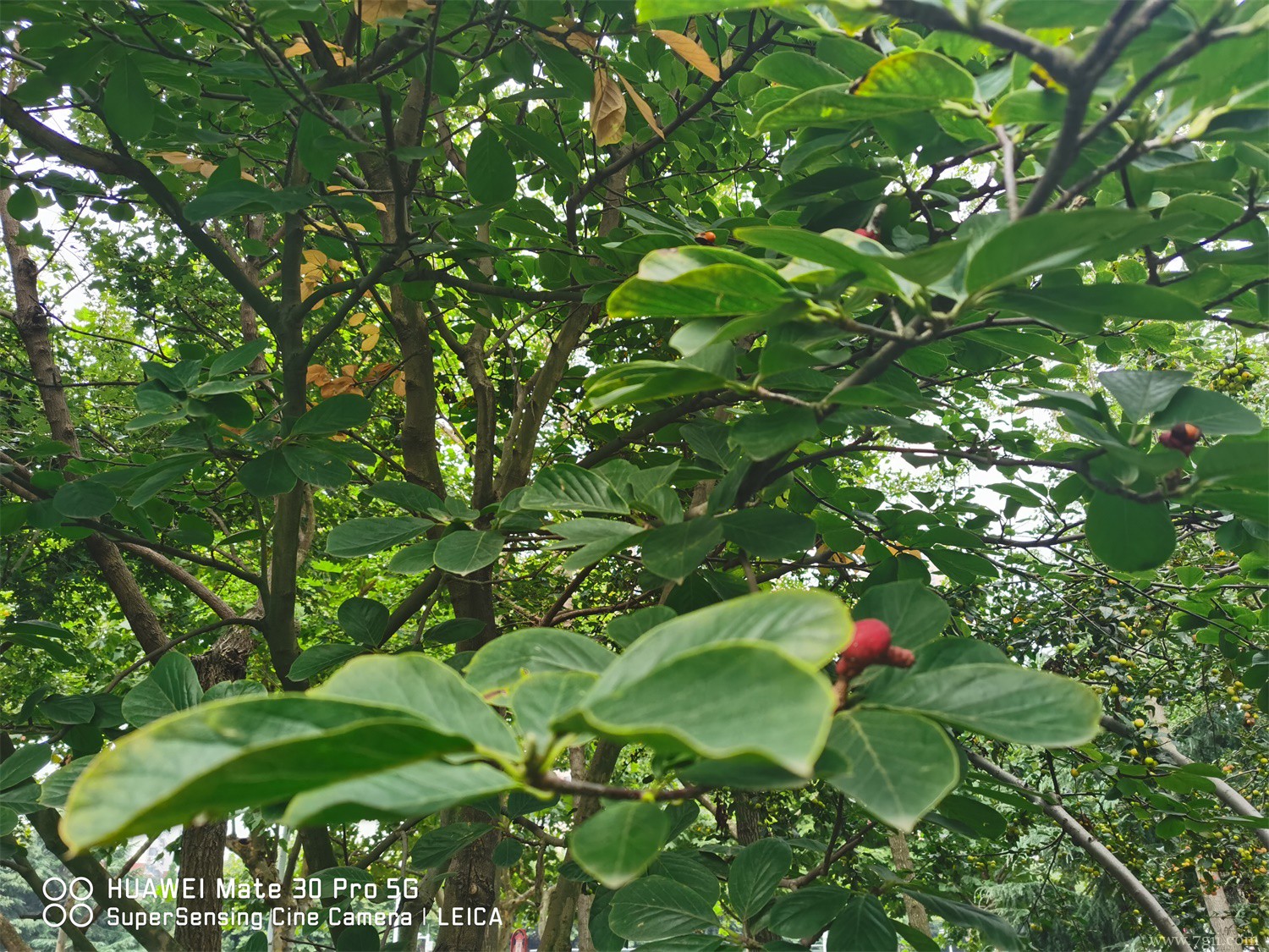 泰州适合养什么花，市花和市树是什么