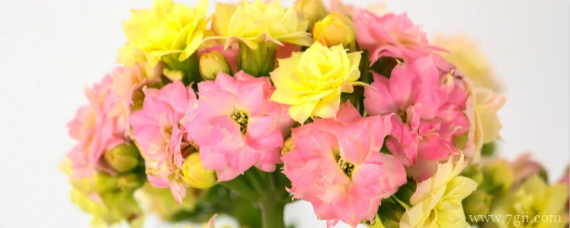 东莞适合养什么花，市花和市树是什么