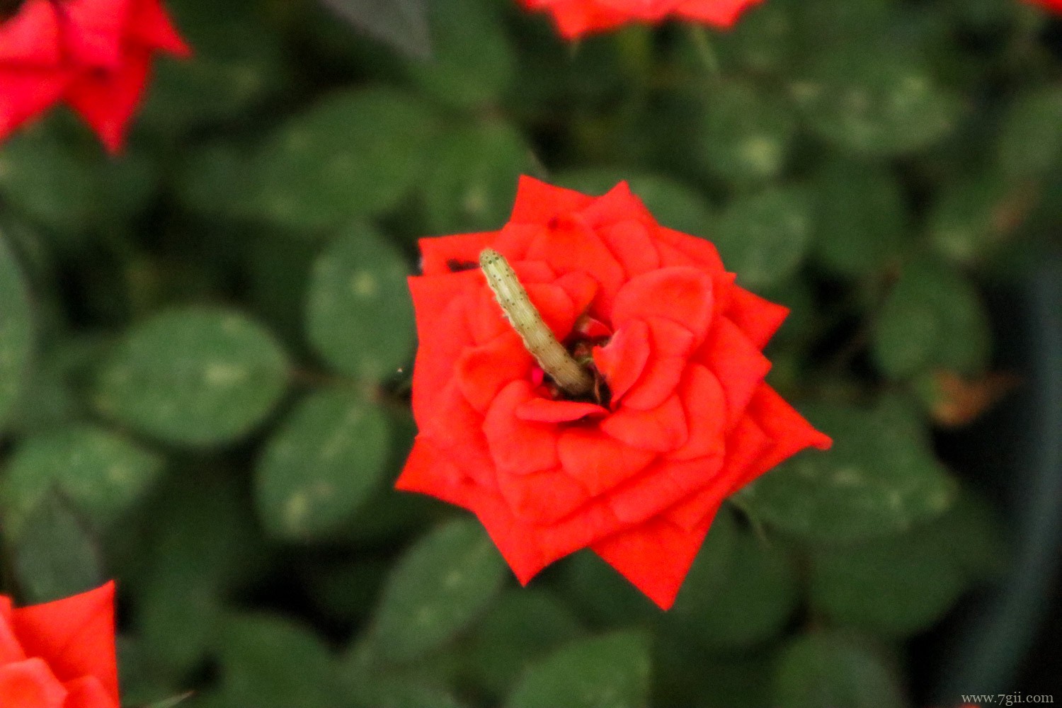 葫芦岛适合养什么花，市花和市树是什么
