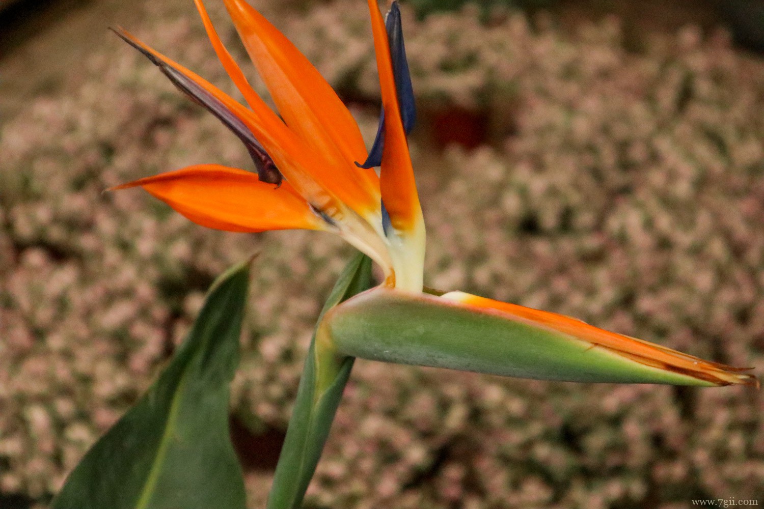 盘锦适合养什么花，市花和市树是什么