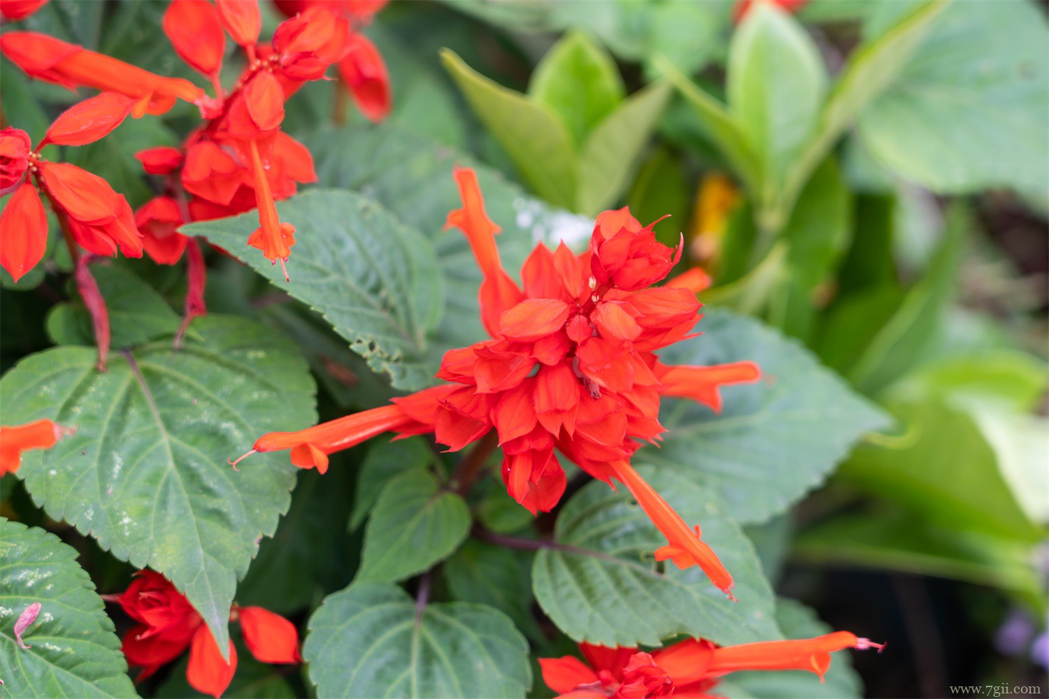 一串红 营口适合养什么花,市花和市树是什么