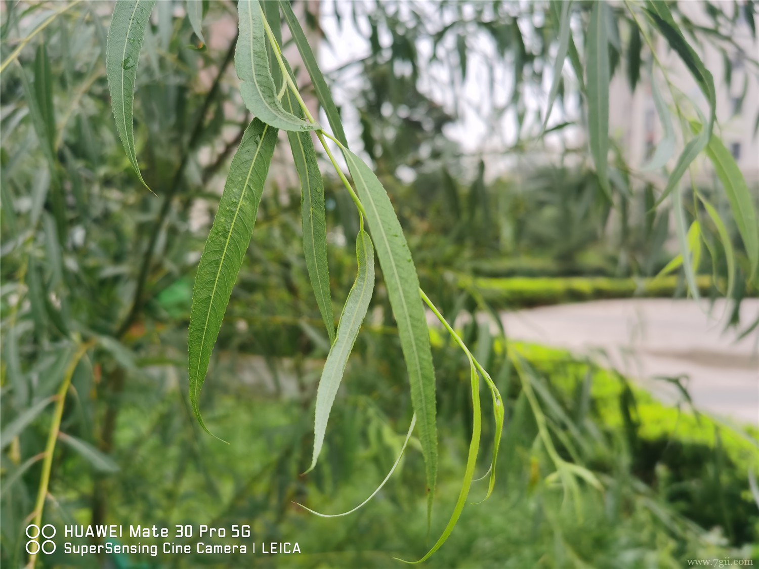 本溪适合养什么花，市花和市树是什么
