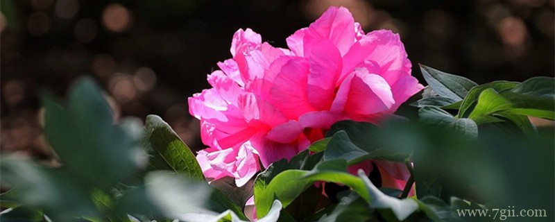 衡水适合养什么花，市花和市树是什么