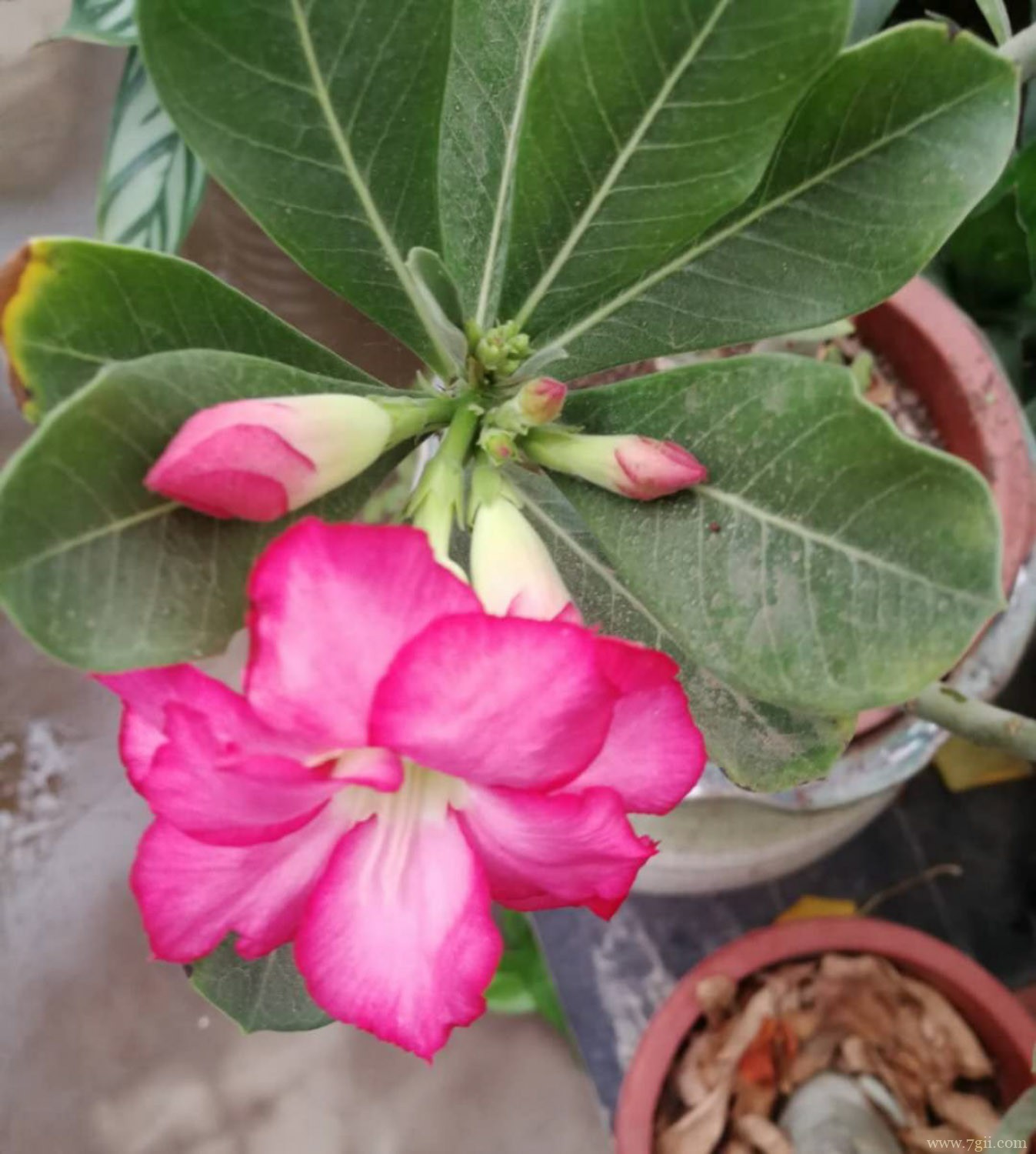 夏天适合种什么植物