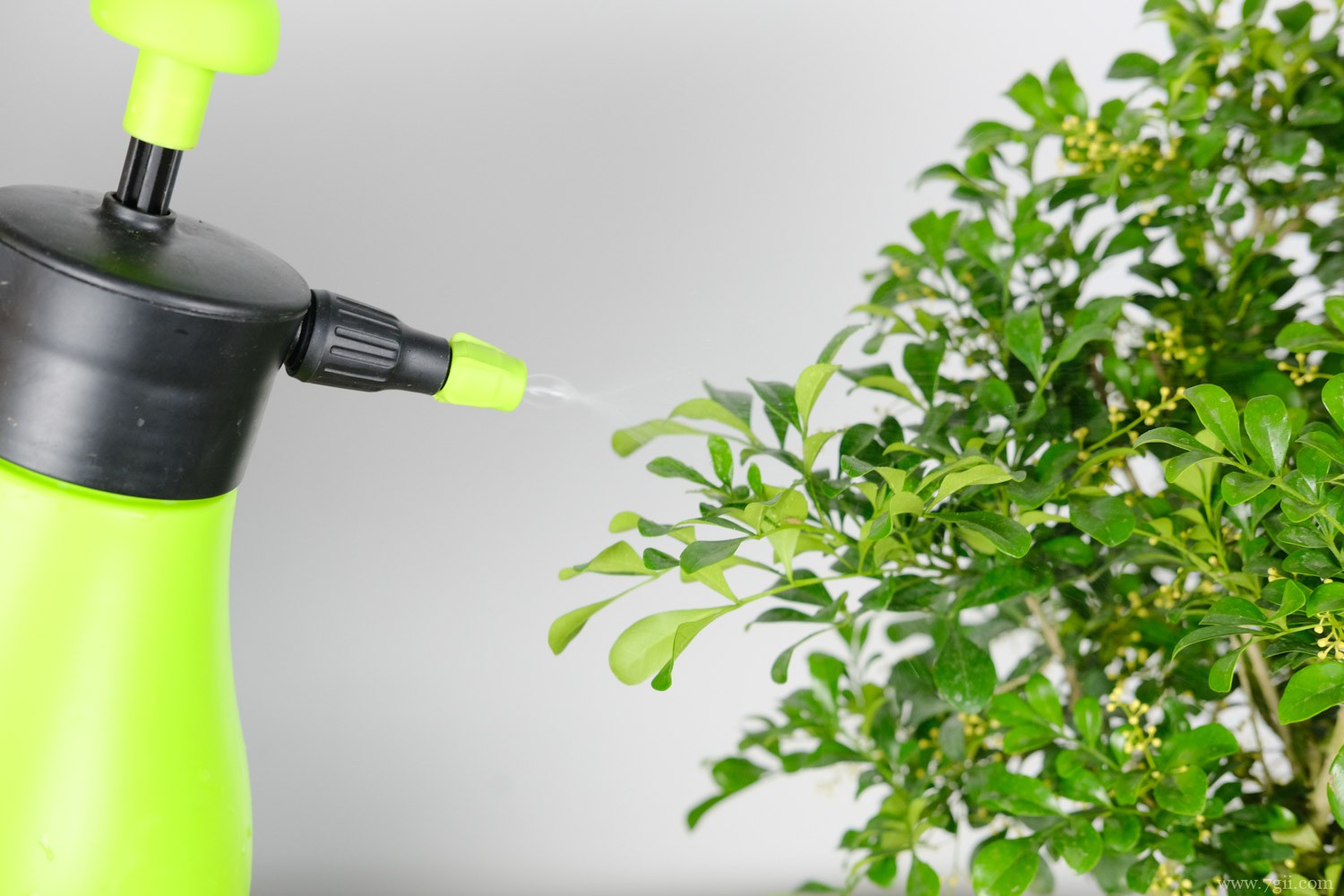 夏天适合种什么植物