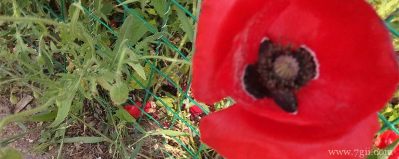 揭阳适合养什么花，市花和市树是什么