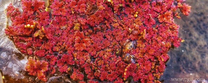 赤峰适合养什么花，市花和市树是什么