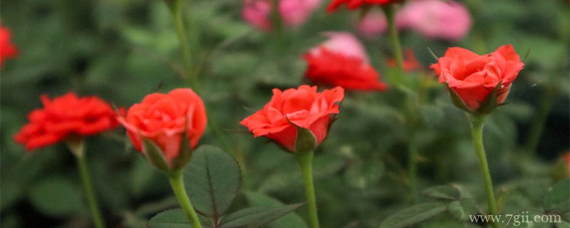 通辽适合养什么花，市花和市树是什么