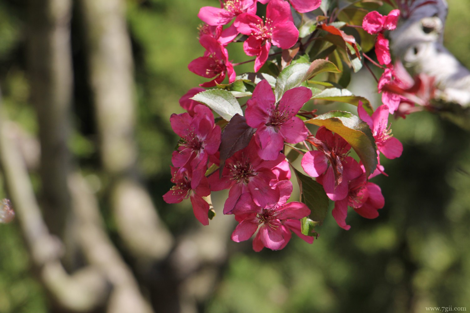 通辽适合养什么花，市花和市树是什么