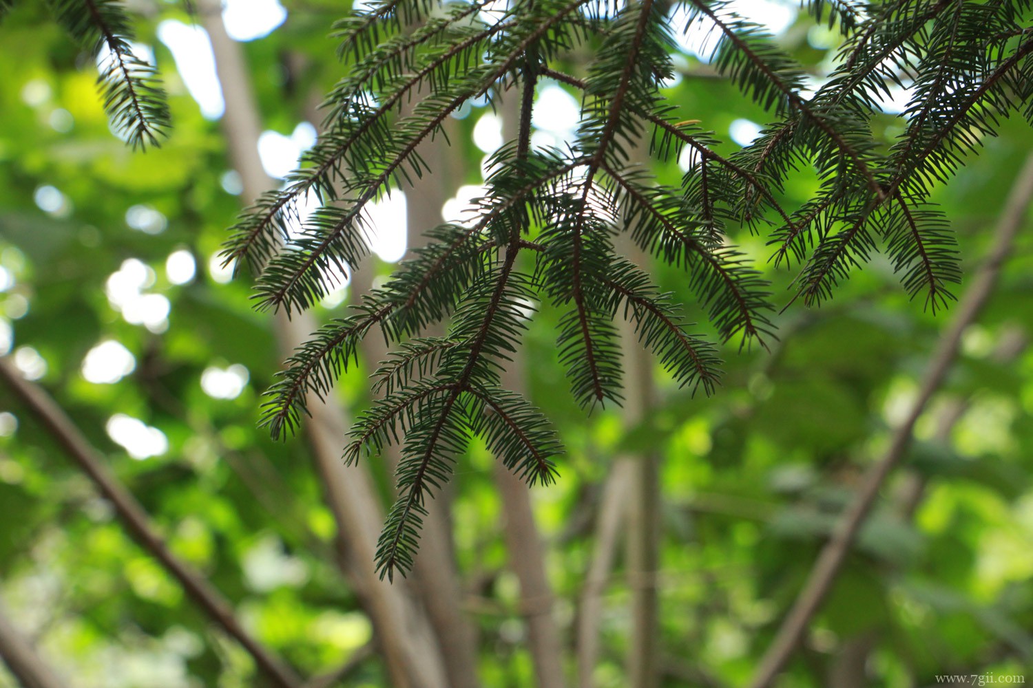 云杉 包头适合养什么花,市花和市树是什么