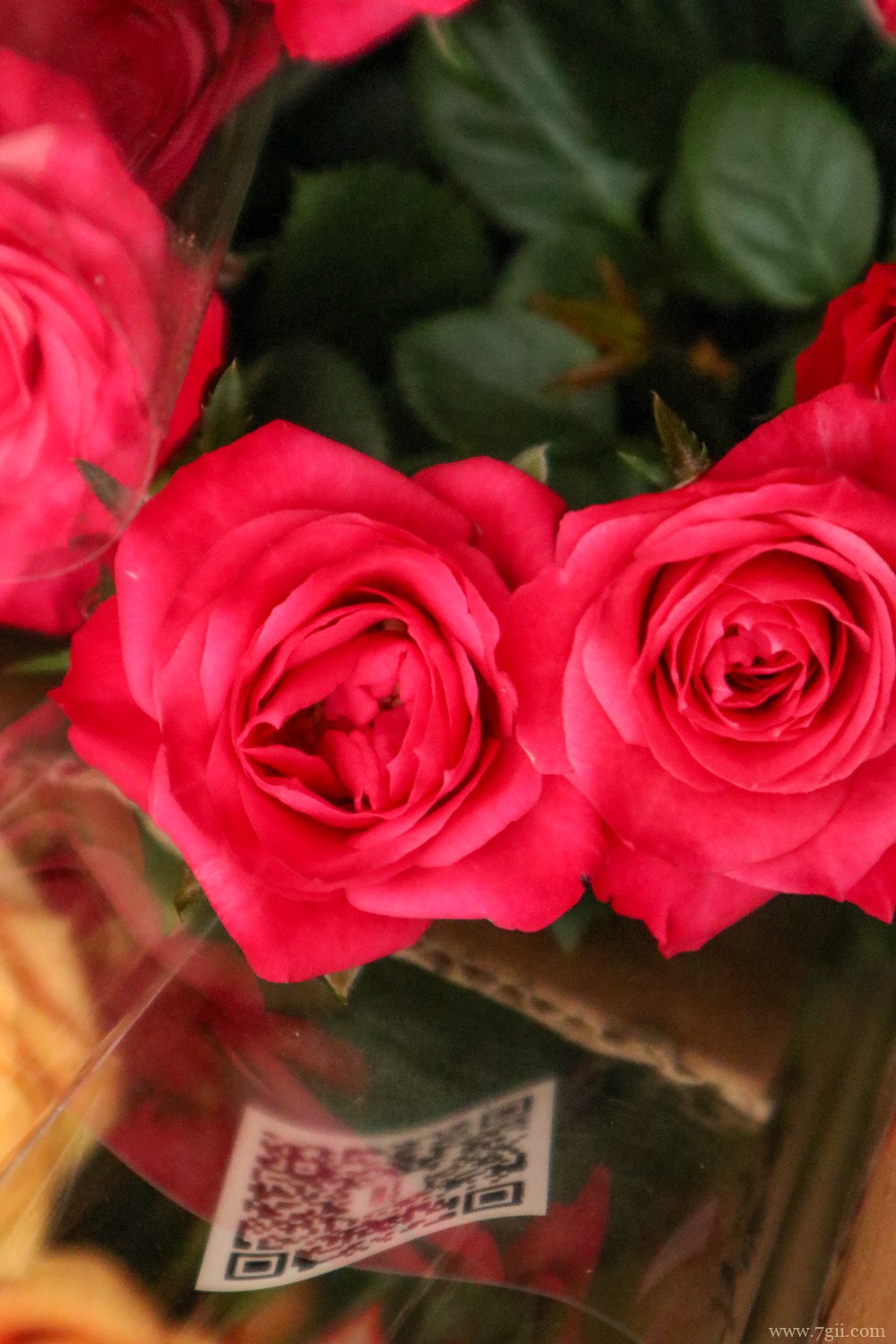 吕梁适合养什么花，市花和市树是什么