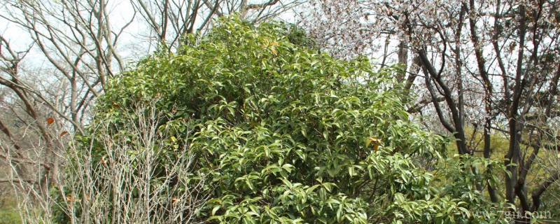 晋城适合养什么花，市花和市树是什么