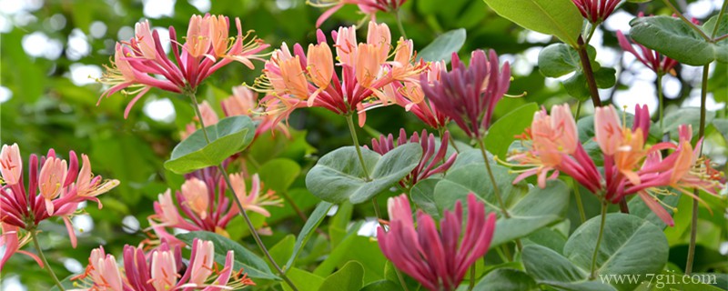 长治适合养什么花，市花和市树是什么