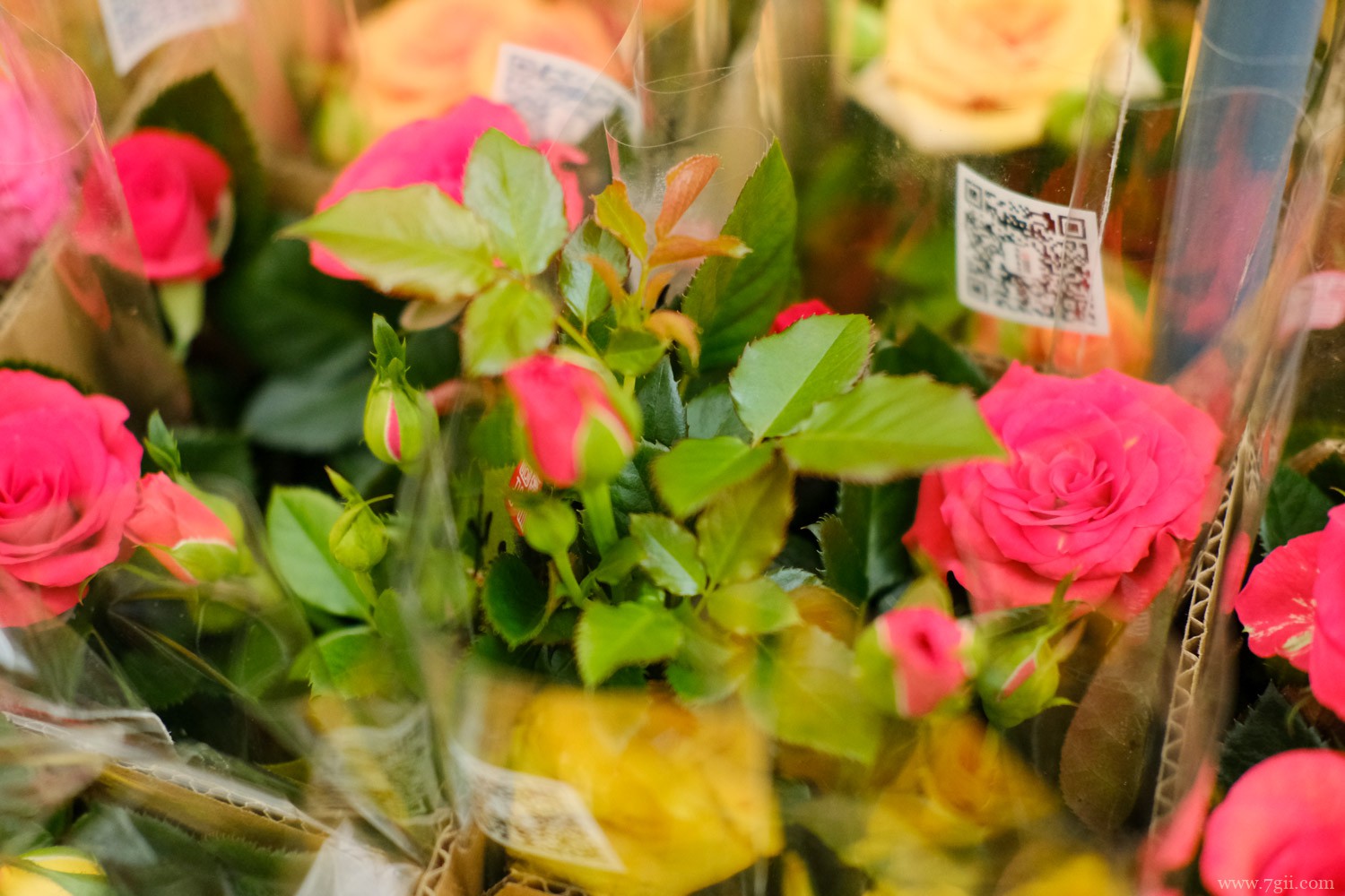 晋中适合养什么花，市花和市树是什么