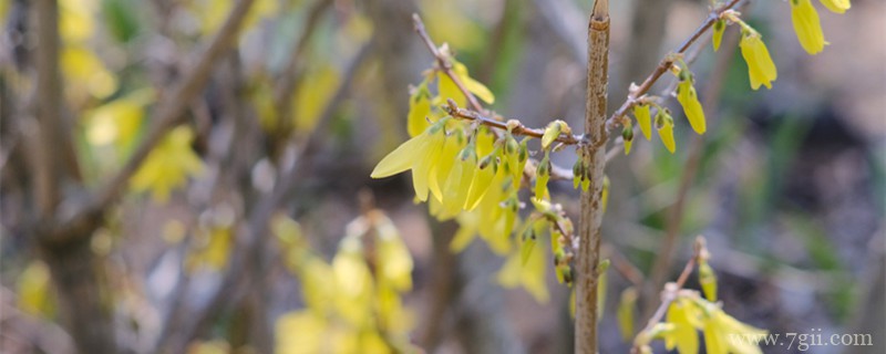 大同适合养什么花，市花和市树是什么