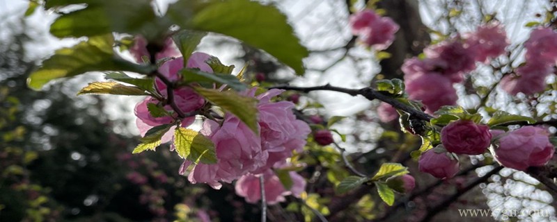 张掖适合养什么花，市花和市树是什么