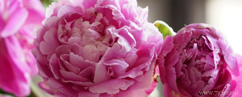 鹤岗适合养什么花，市花和市树是什么