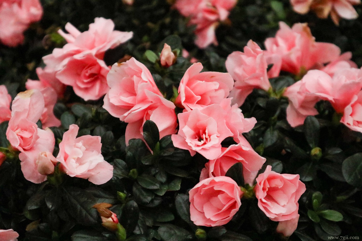 鸡西适合养什么花，市花和市树是什么