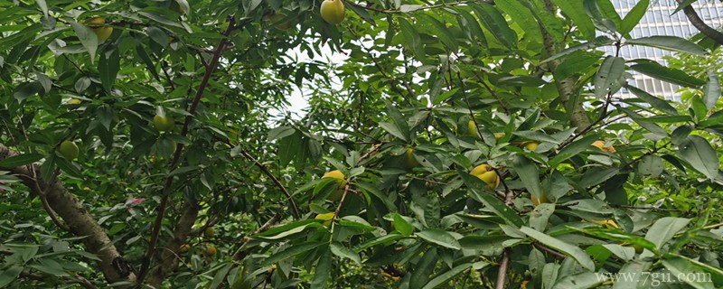 庆阳适合养什么花，市花和市树是什么