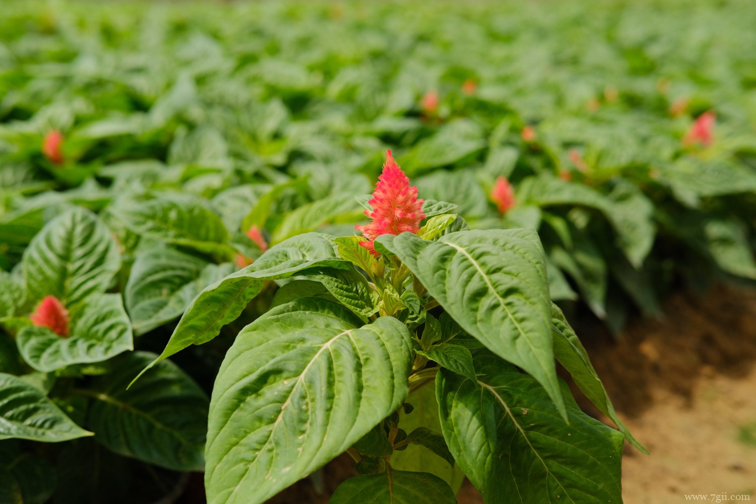 定西适合养什么花，市花和市树是什么