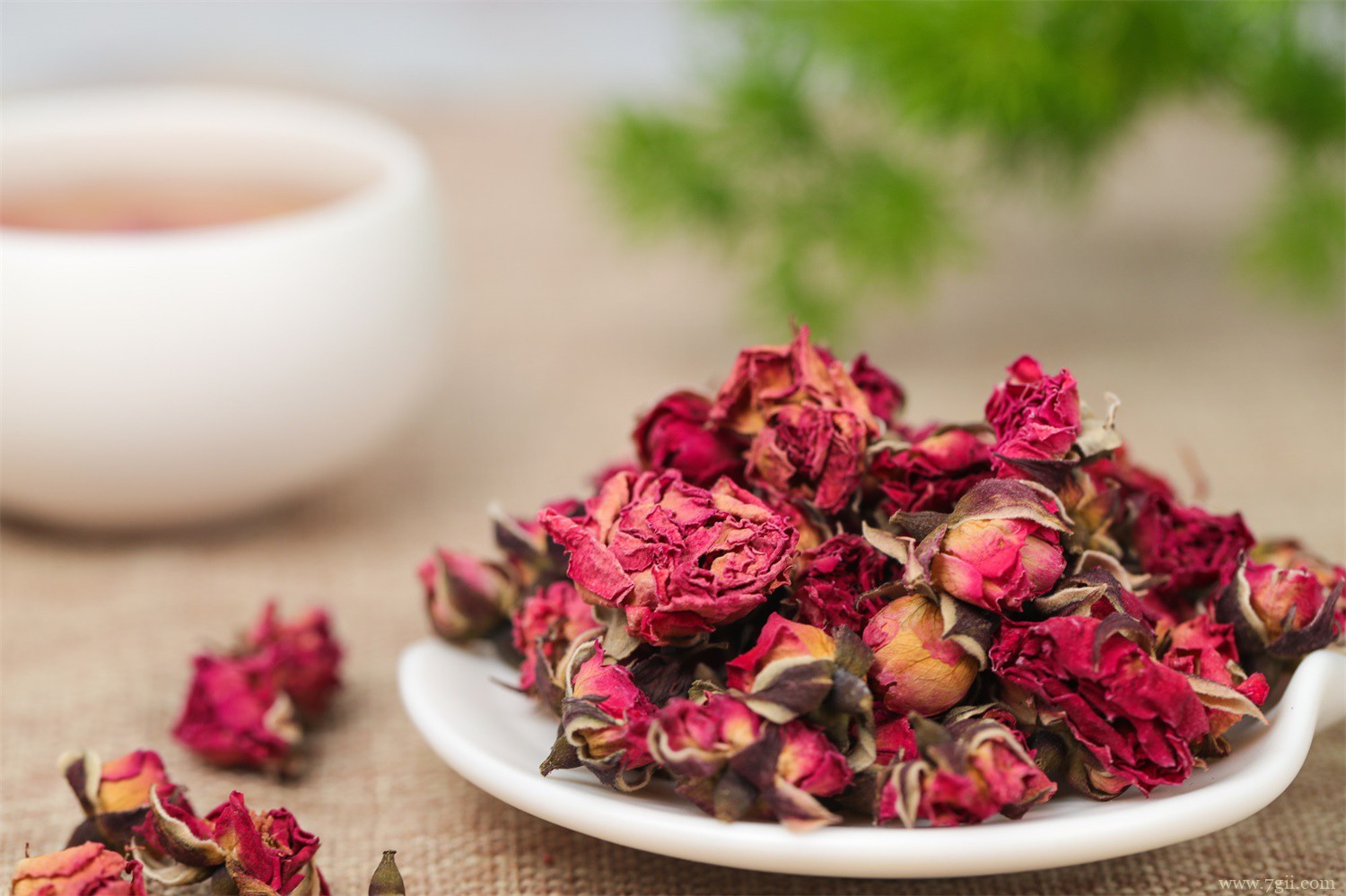 兰州适合养什么花，市花和市树是什么