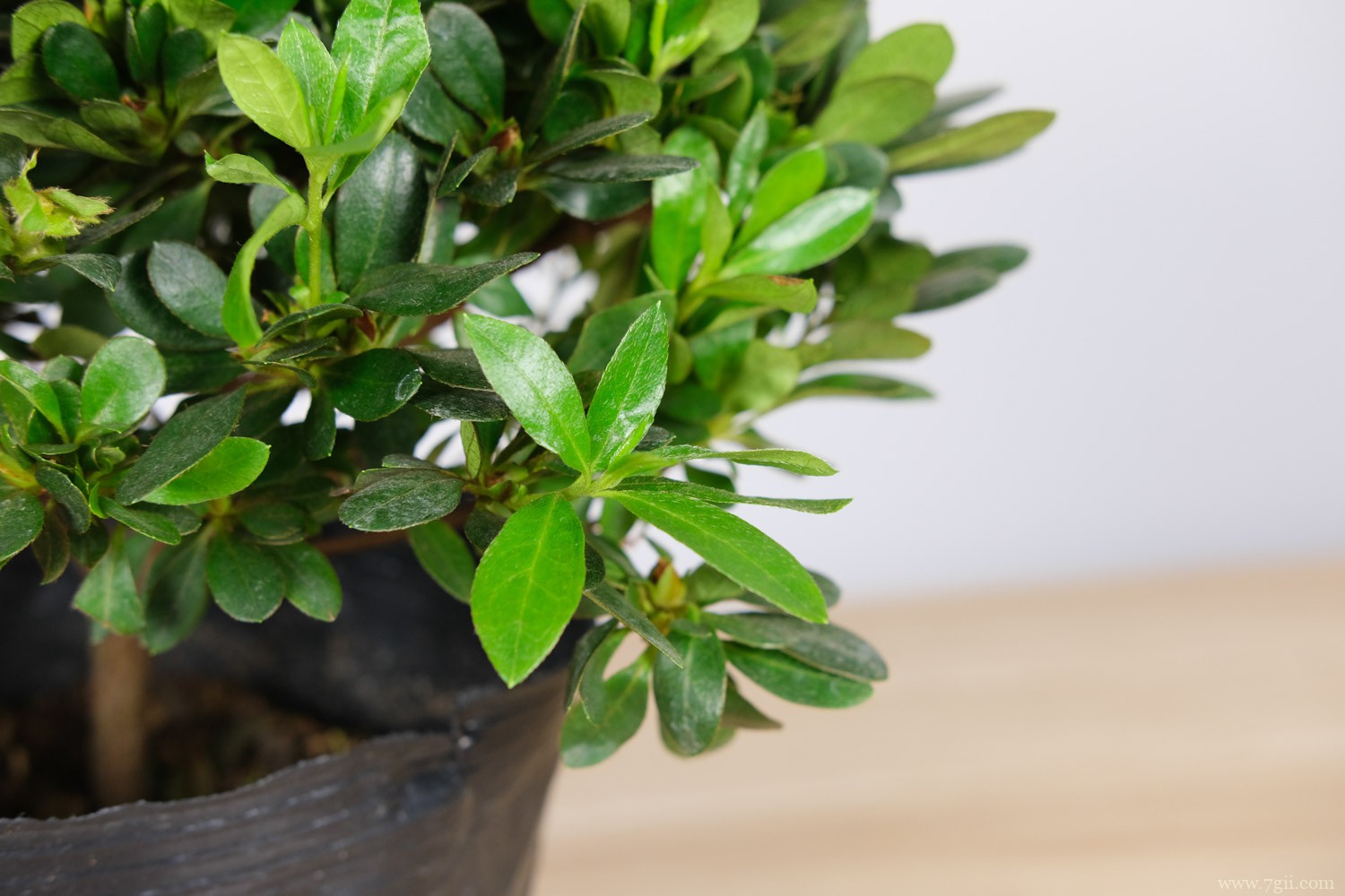 黑河适合养什么花，市花和市树是什么