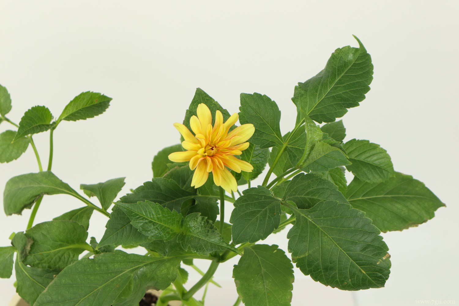 夏天开的花有哪些