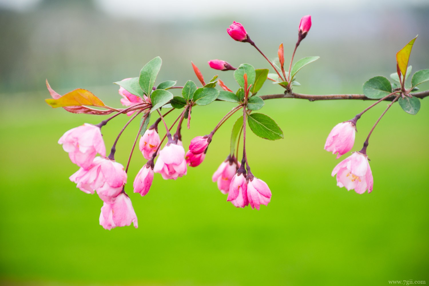 春天开的花有哪些