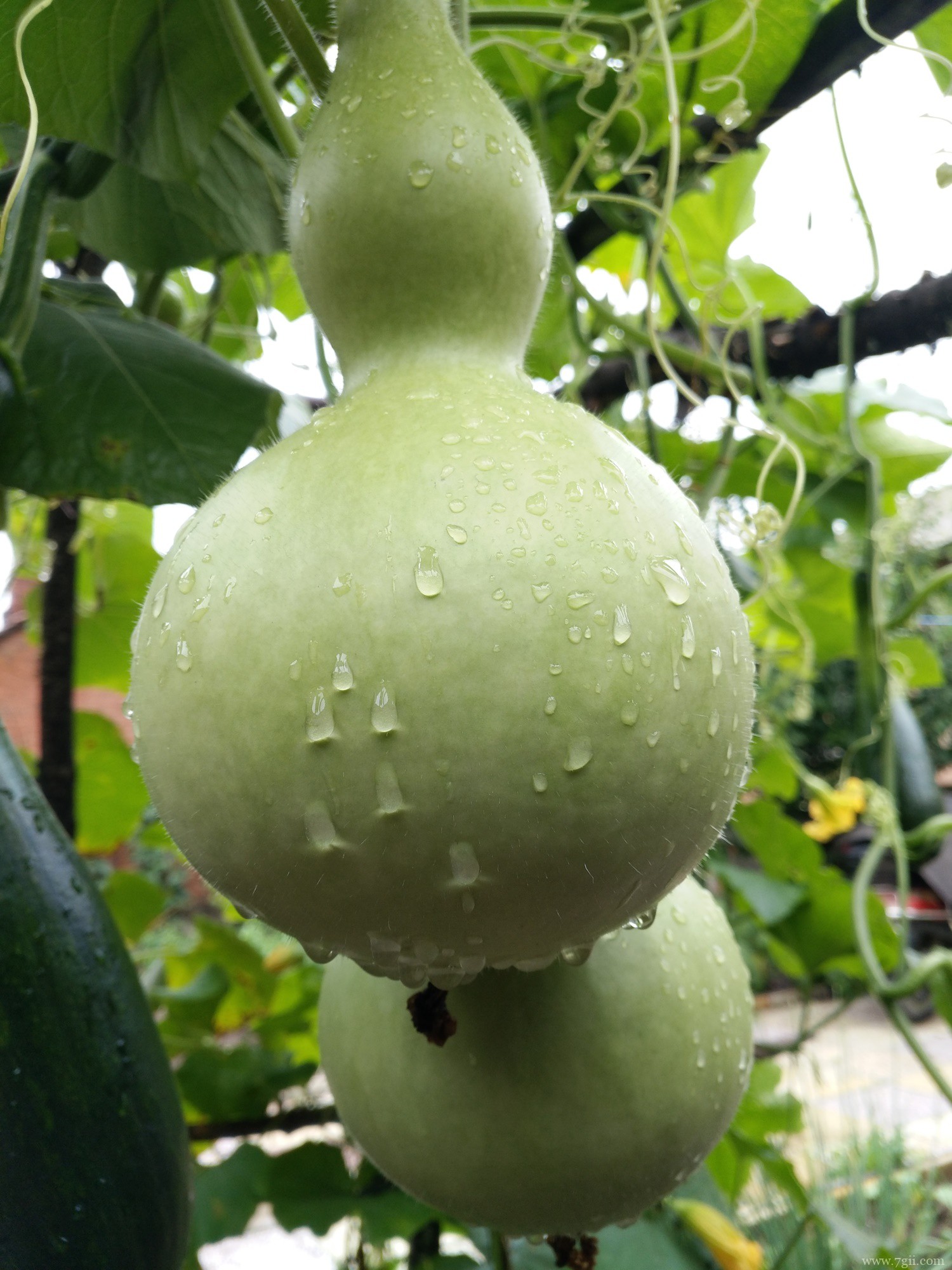 镇宅辟邪最厉害的植物