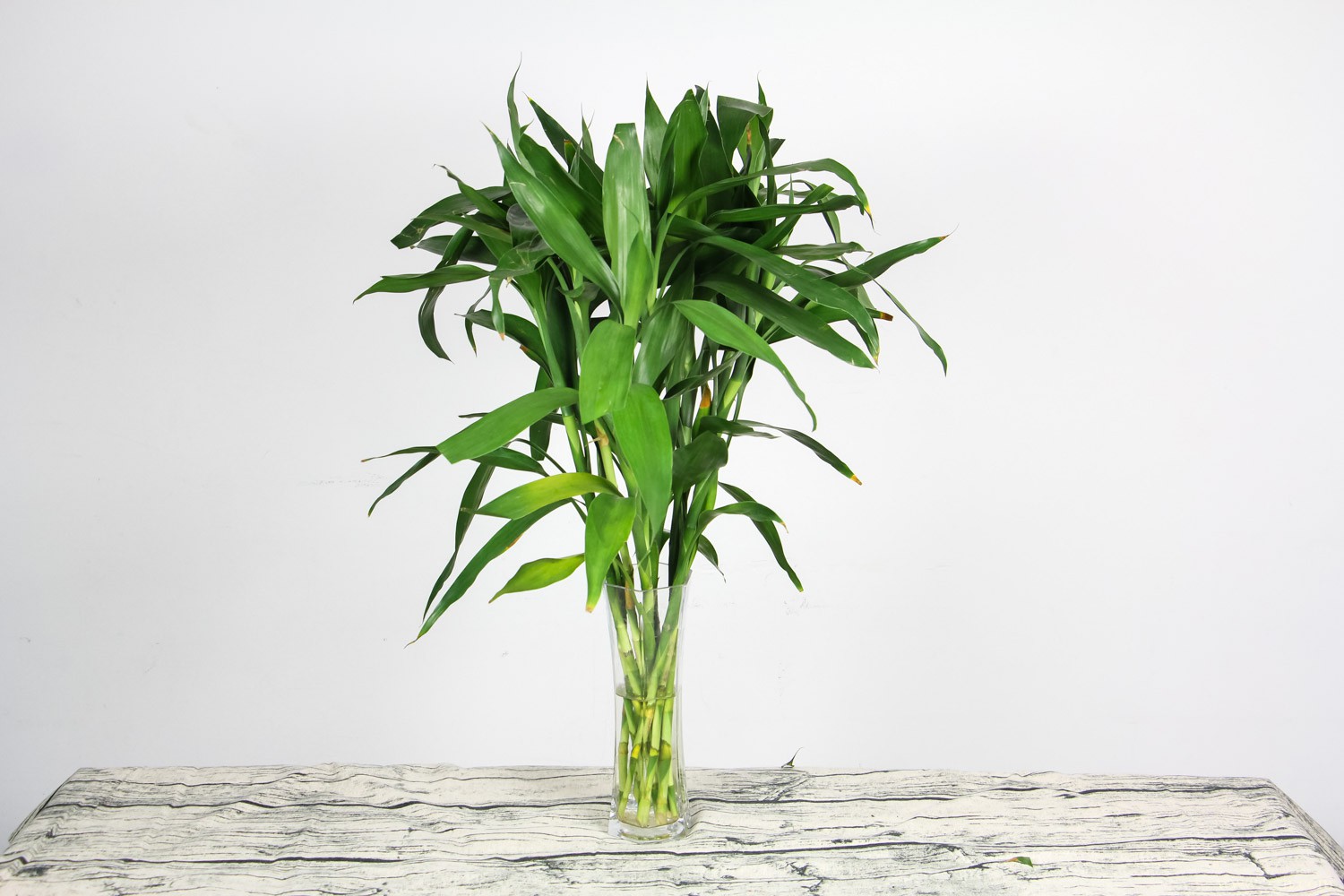 十大客厅风水植物