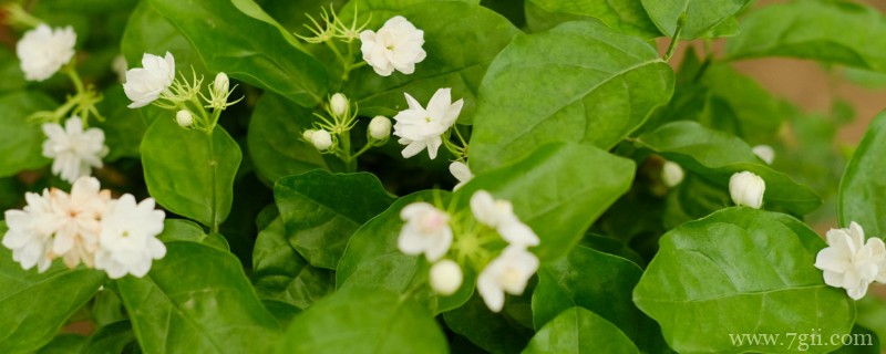 夏天的花有哪些