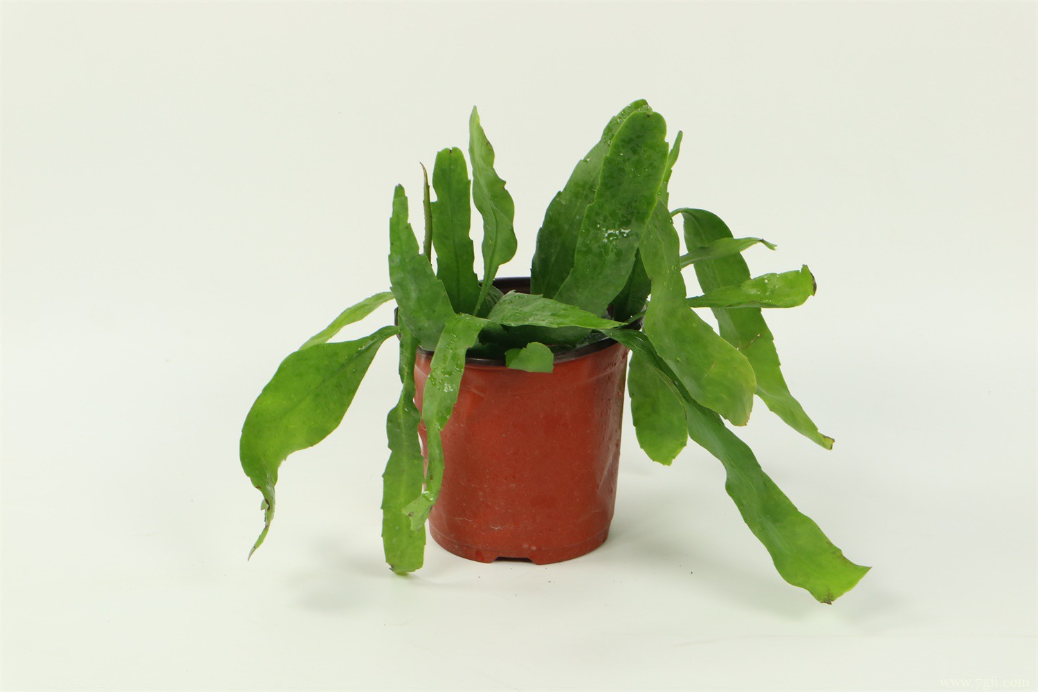 夏天的花有哪些