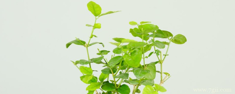 立夏代表性植物是什么