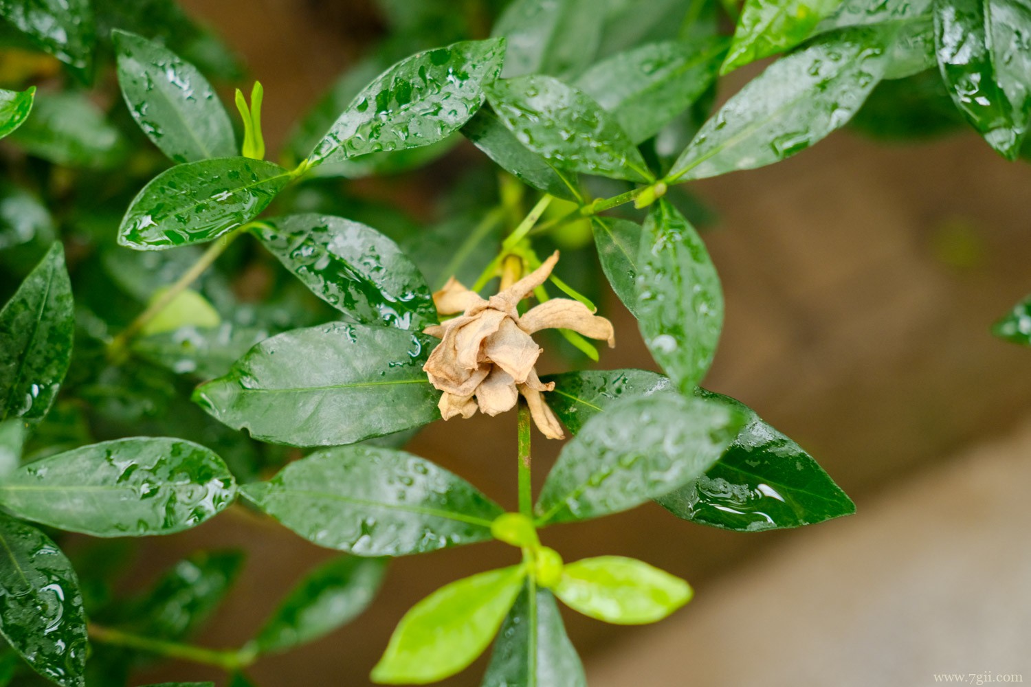 立夏代表性植物是什么