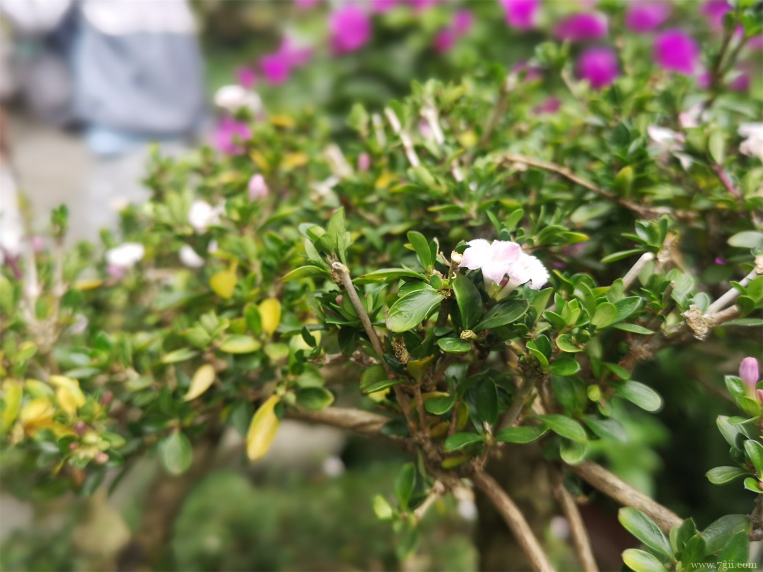 立夏代表性植物是什么