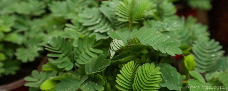 哪些树木有神奇的功能