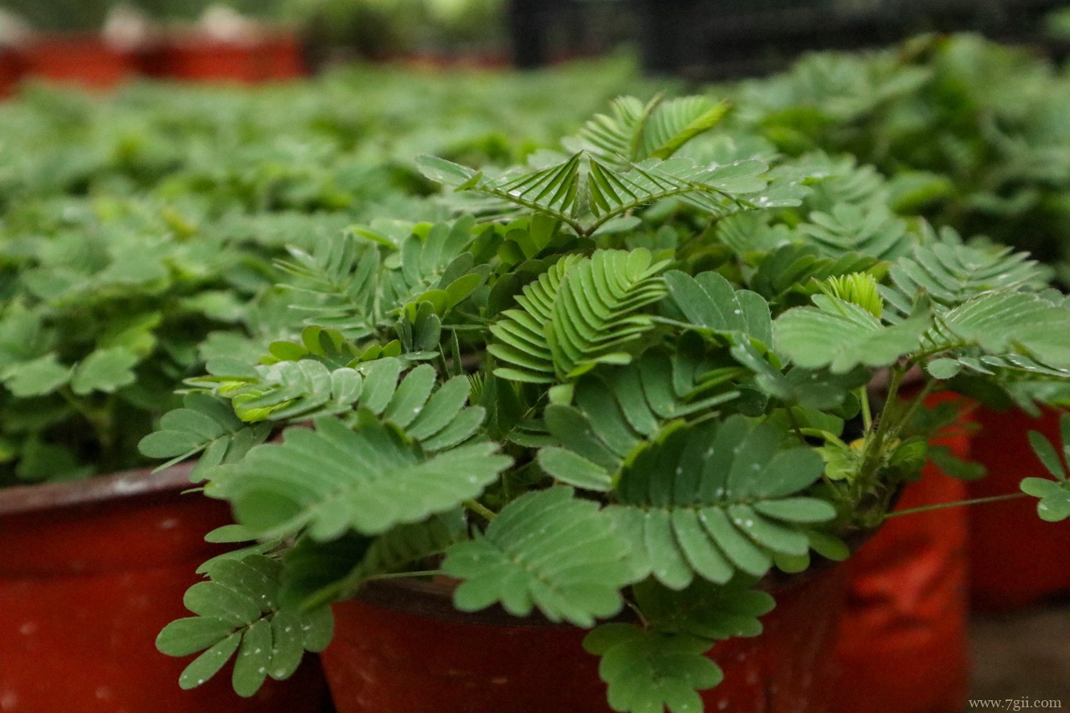 哪些树木有神奇的功能